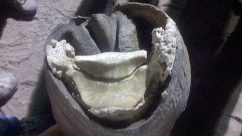 Sidebone in a horse