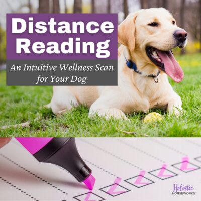 Canine Distance Reading | An Intuitive Wellness Scan for Your Dog