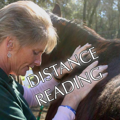 Learn What Is Wrong With Your Horse, From Your Horse