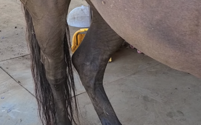 Young Horses With Cow-Hocked Posture