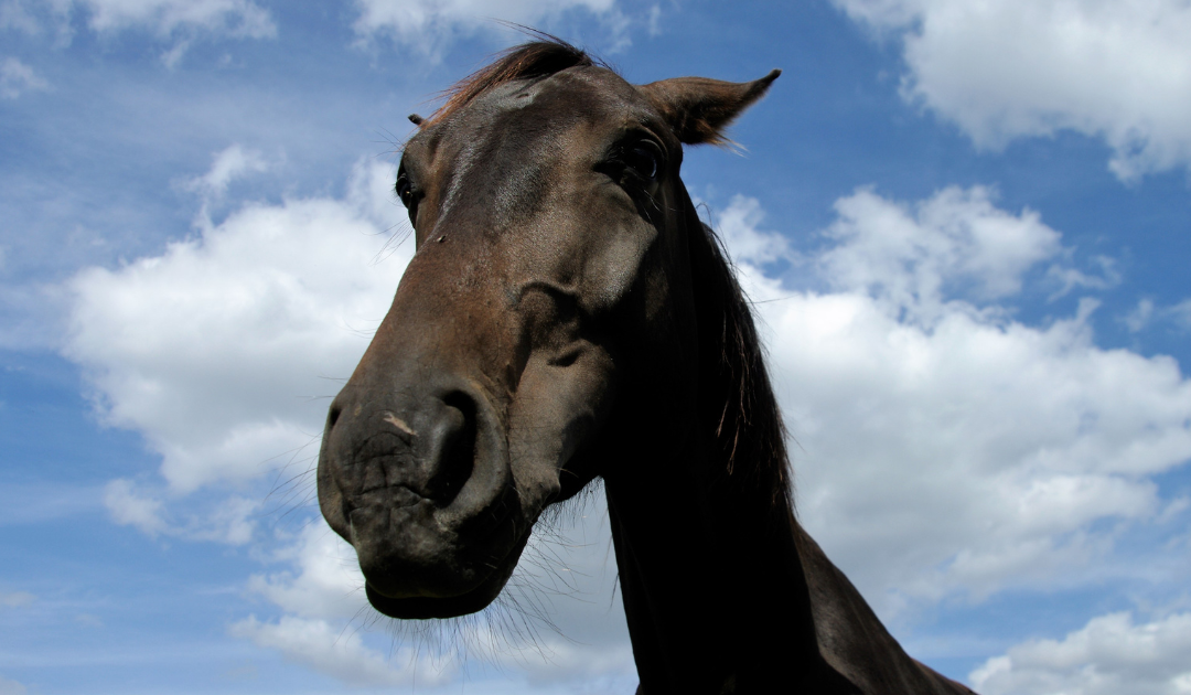 Do you have a “Moody Mare?”