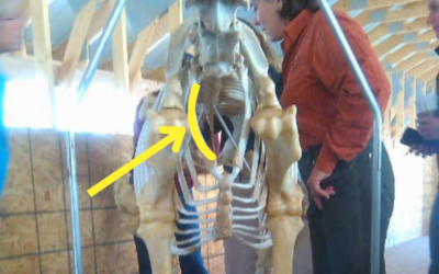 The Importance of the First Rib in Horses