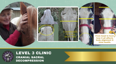 Private Instruction | Level 3: Equine Cranial Decompression w/ Trix Riedo (Deposit Only)